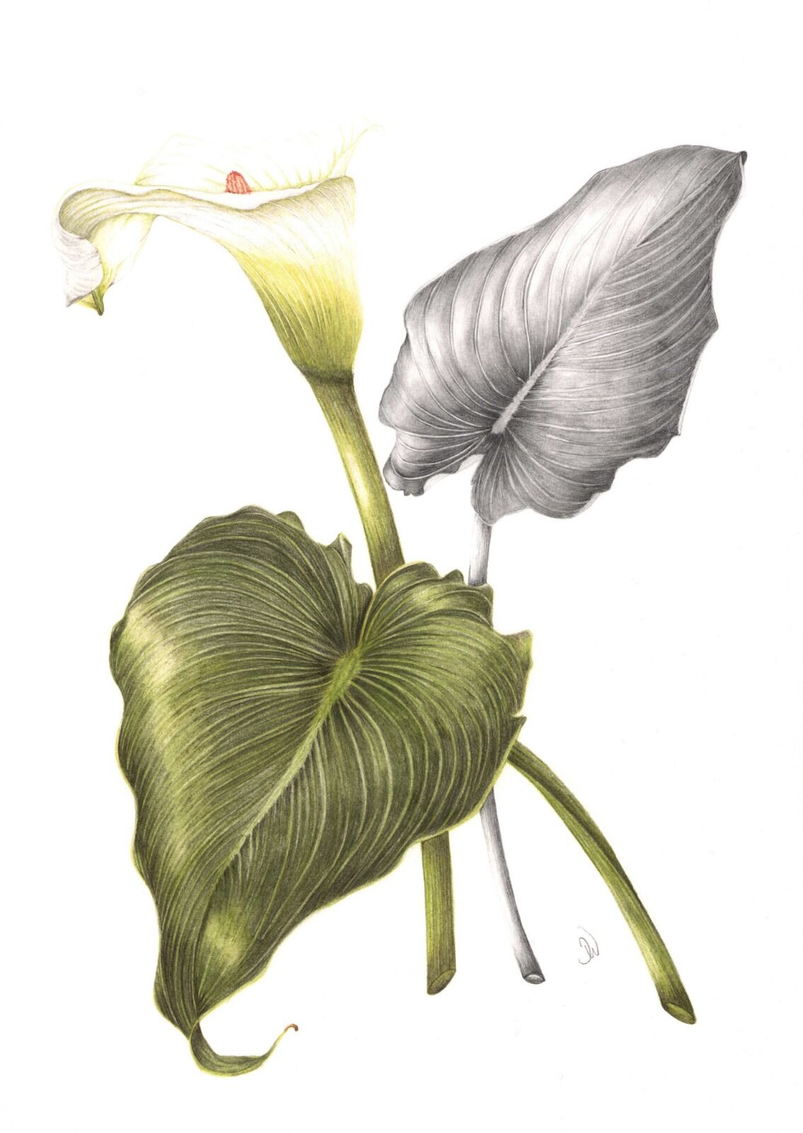 Arum Lily Illustration