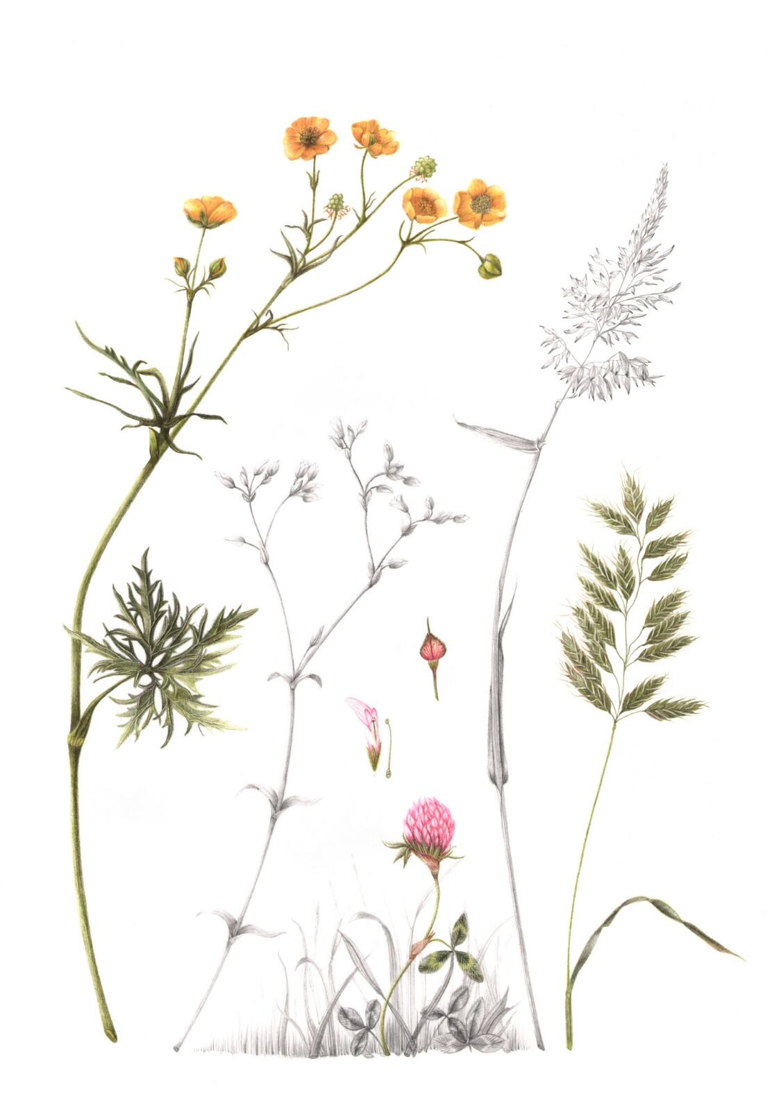 Summer Meadow