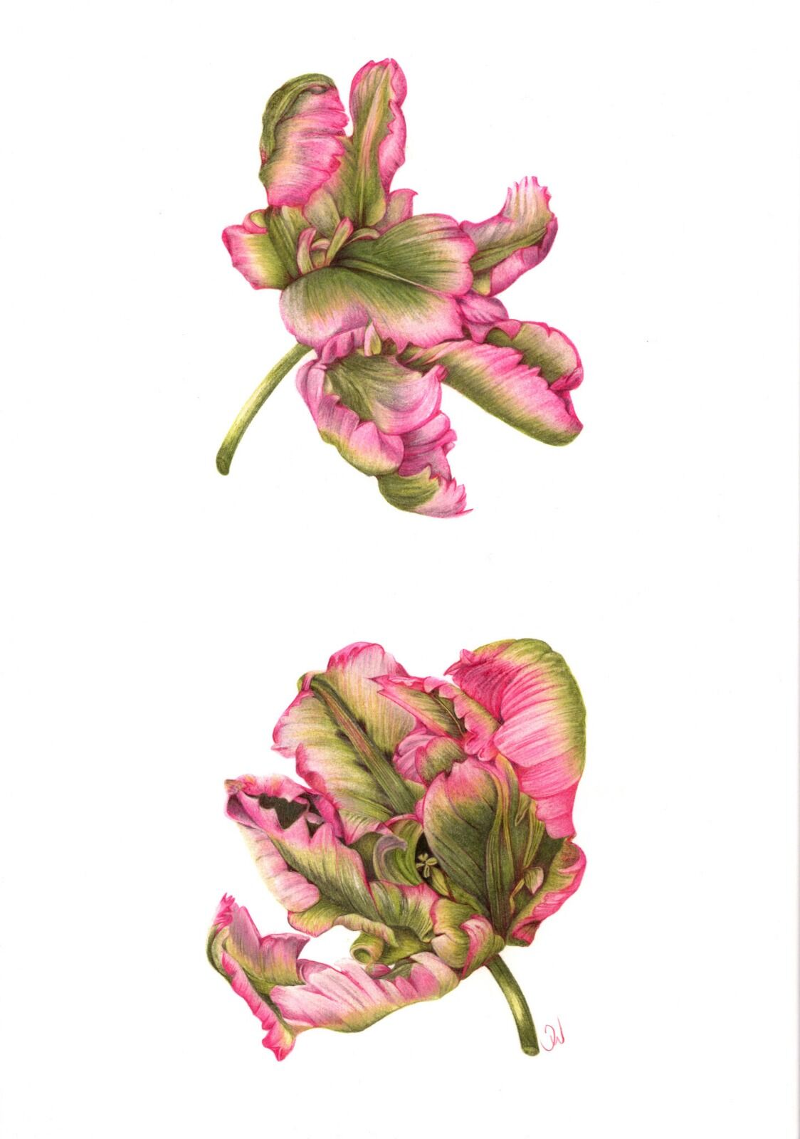 Pink Parrot Tulips
