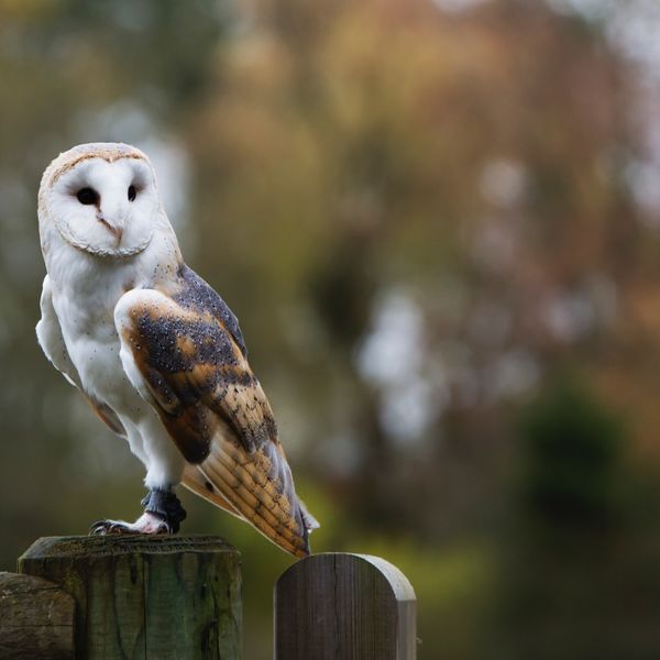 Barn Owl