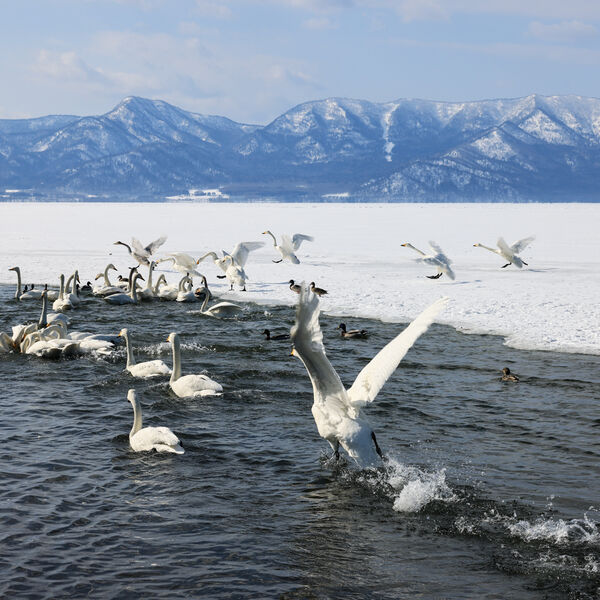 Berwick Swans enjoy Thermal Springs