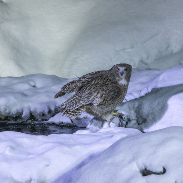 Blakiston's Fish Owl