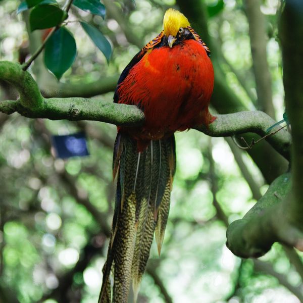 Chinese Pheasent
