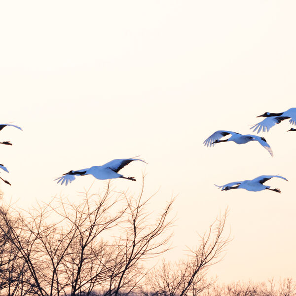 Cranes Flying to Roost
