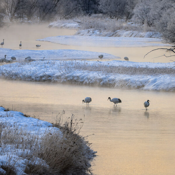 Crane's Rossting Site