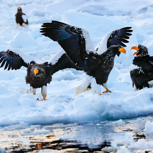 Eagles on the Pack Ice