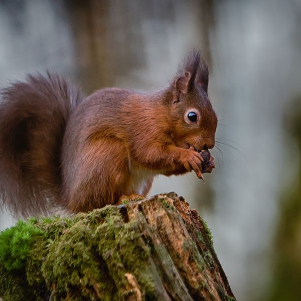 Eating Nuts
