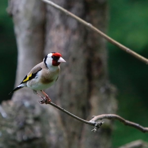 Goldfinch Rutland Water