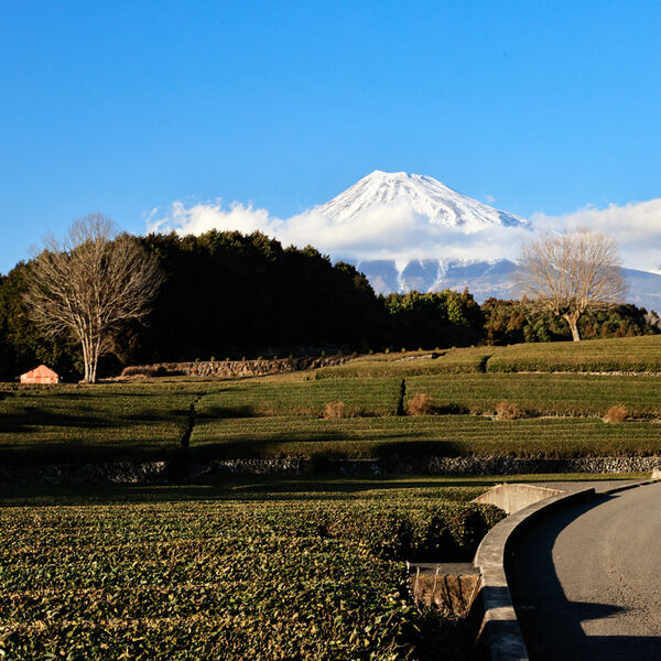 Green Tea Plantation