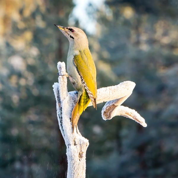 Green Woodpecker