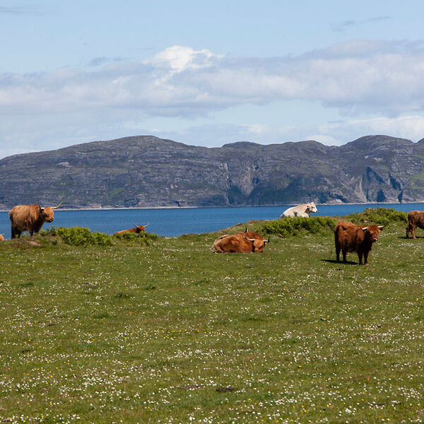 Highland Catle Glengorm