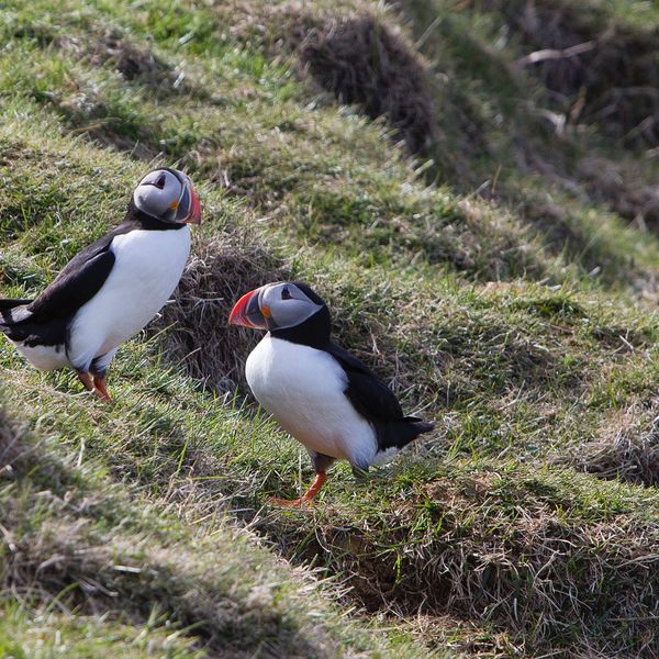 Iceland Puffins
