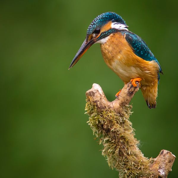 Kingfisher1