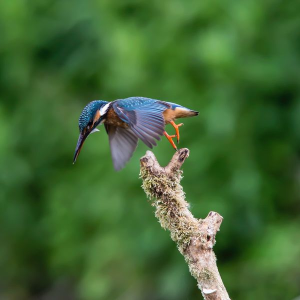 Kingfisher2