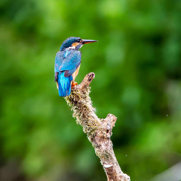 Kingfisher1