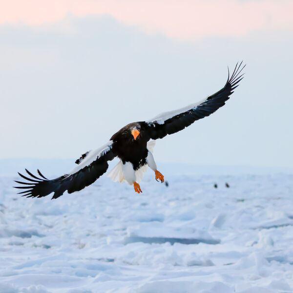 Landing White Tailed Sea- Eagle