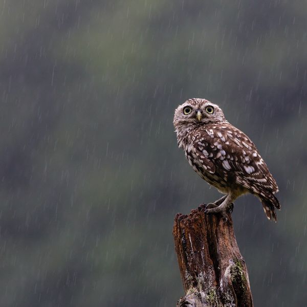 Little Owl4