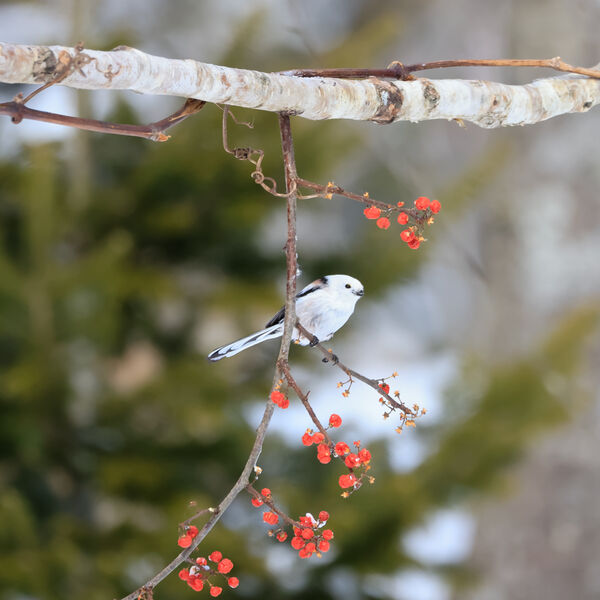 Long tailed Tit