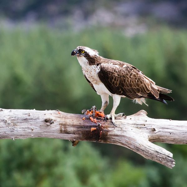 Osprey eating Salmon