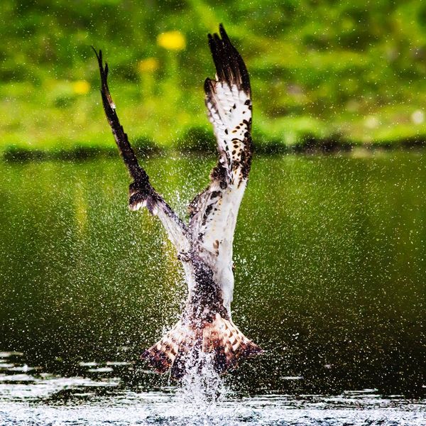 Osprey Aviemore
