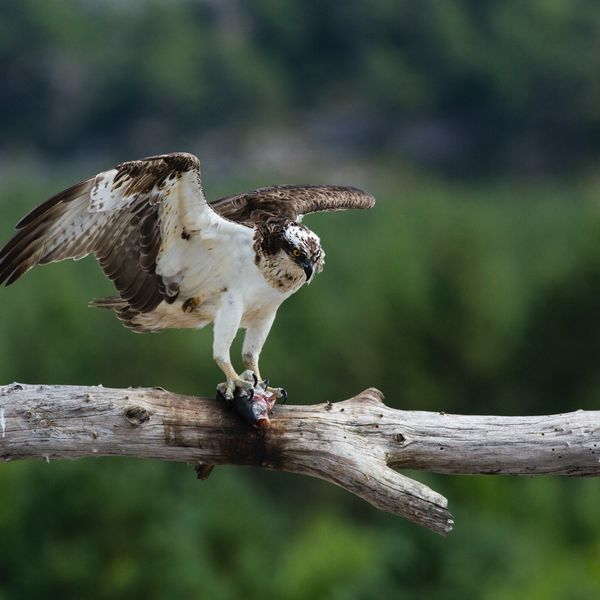 Osprey feeding