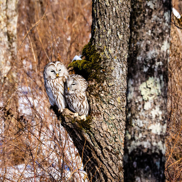 Pair Ural Owls