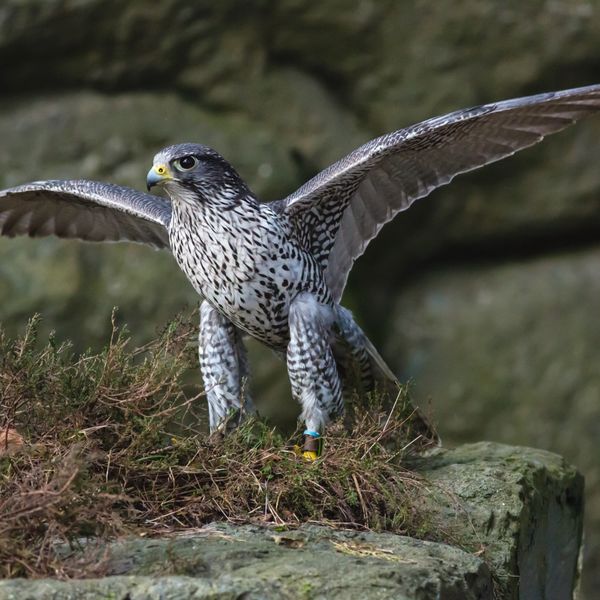 Peragrin Falcon