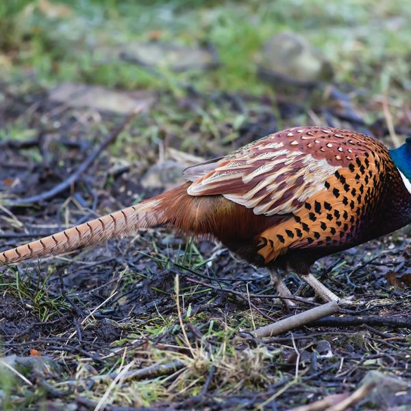 Pheasant