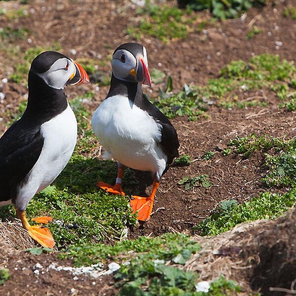 Puffin1 Treshnisn Isles