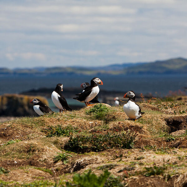 Puffin2 Treshnisn Isles