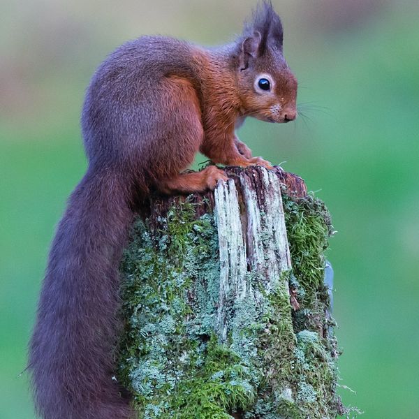 Red Squirrel2