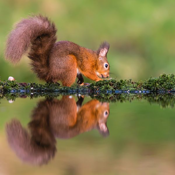 Red Squirrel Reflection