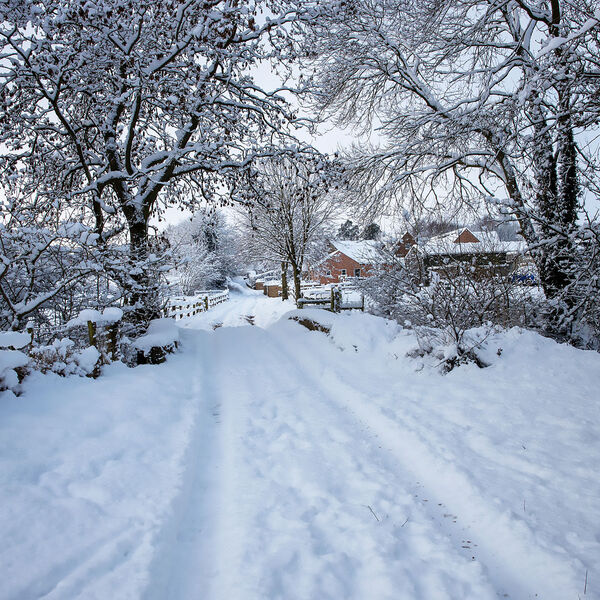 SNOWY RUTLAND