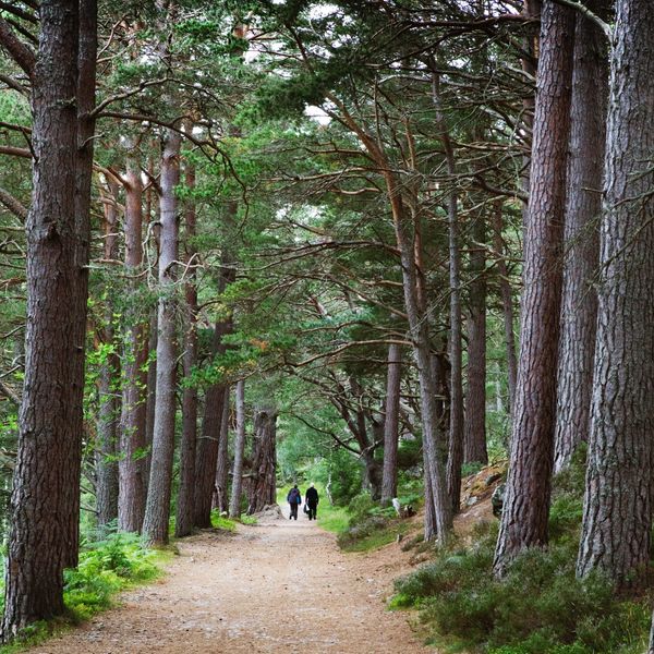 Scots Pines Avimore
