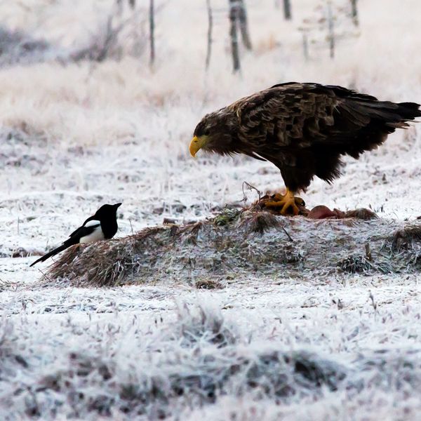Sea Eagle & Magpie
