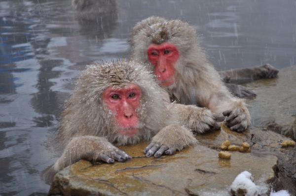 Snow Monkeys