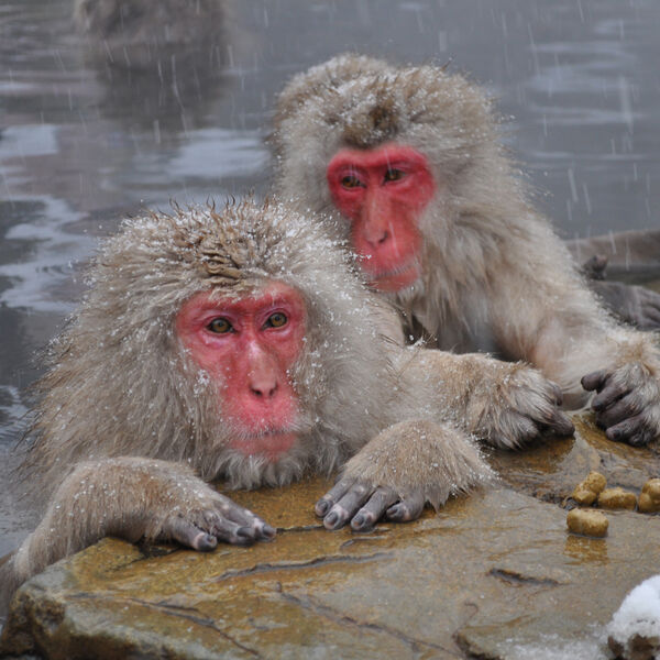 Snow Monkeys, Nagano, Japan