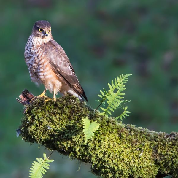 Sparrow Hawk