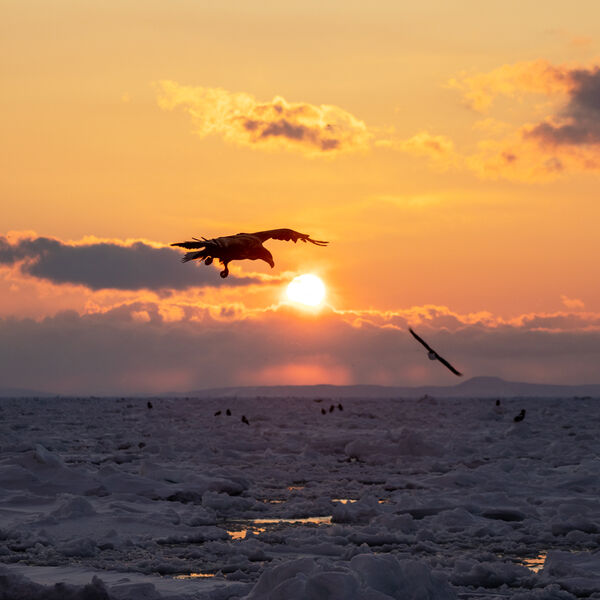 Sunrise over the Pack Ice