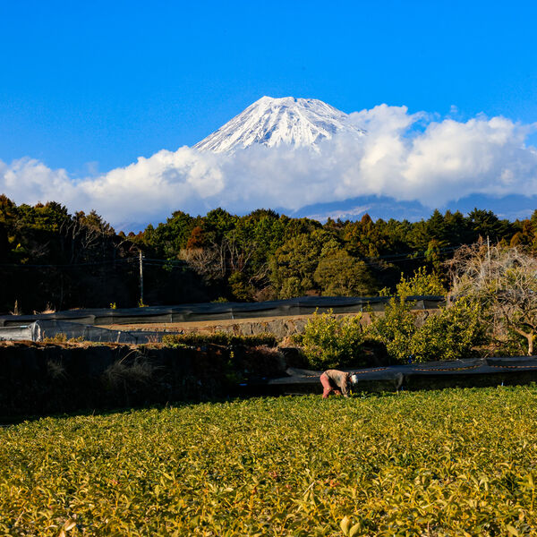 Tea Picker-and Mount Fuji