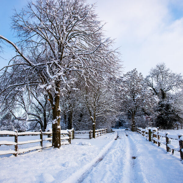Trees-Decorated with Snow