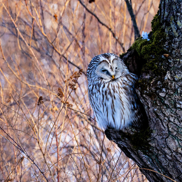 Ural Owl