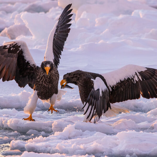 White Tailed Eagles on the ice