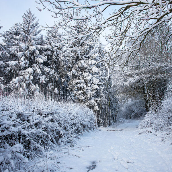 Xmas Tree Decoration