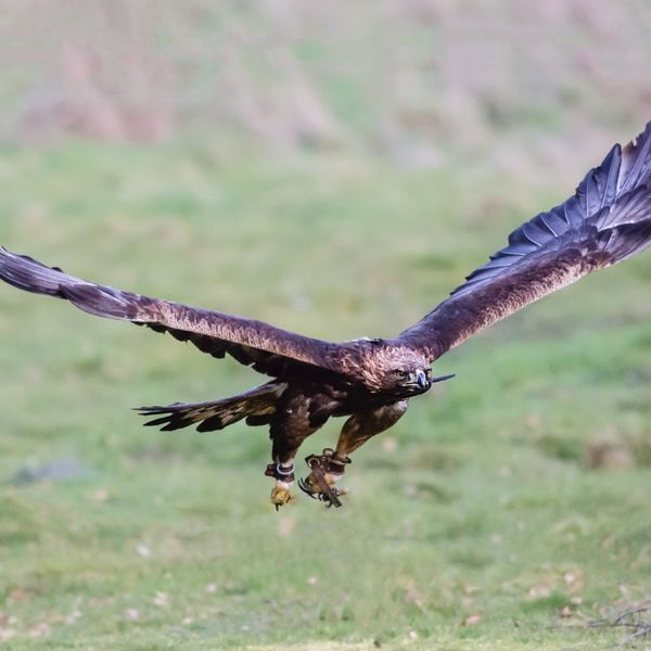 eagle 2