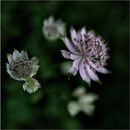 Astrantia at The Garden House