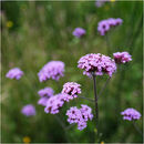 Verbena study 2