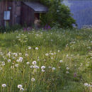 Dandelion Meadow