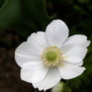 Giverny Anemone