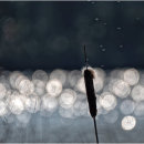 High Summer - Di Wilkins ARPS